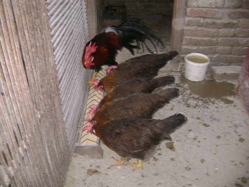  - ITALIENE POTARNICHII 2019