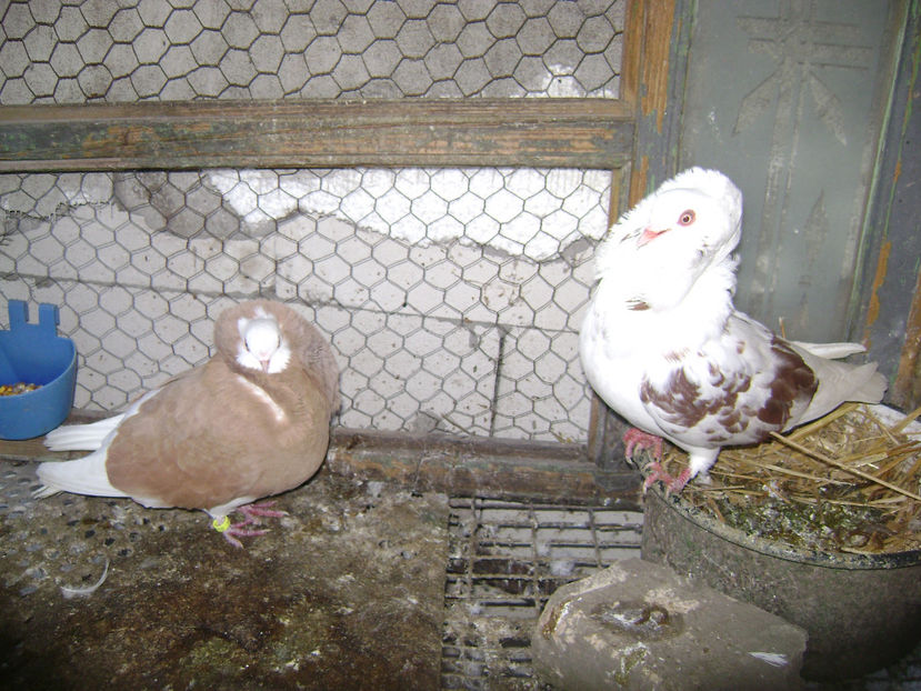  - PORUMBEI CAPUCINI 2019