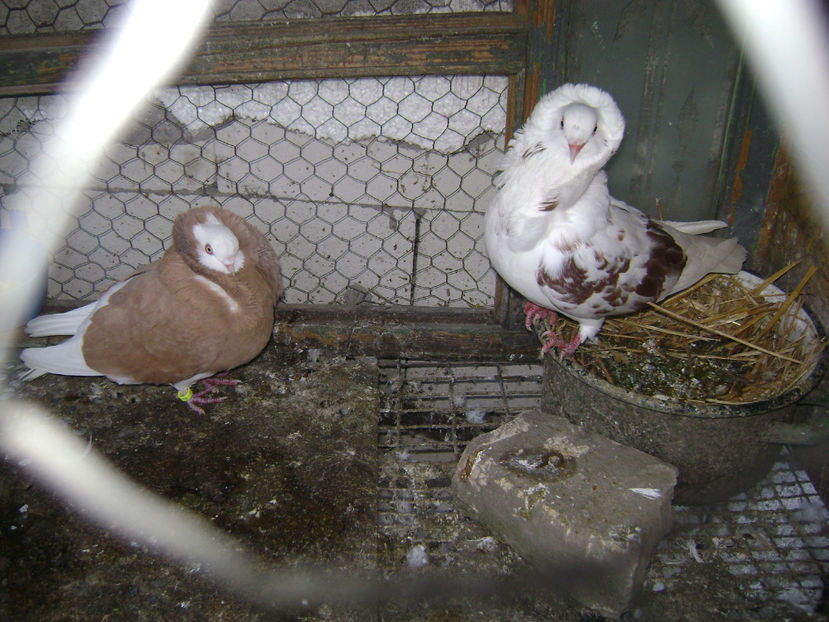  - PORUMBEI CAPUCINI 2019