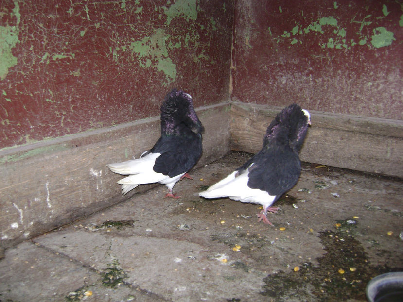  - PORUMBEI CAPUCINI 2019