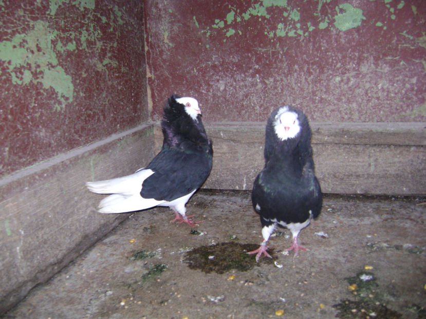  - PORUMBEI CAPUCINI 2019