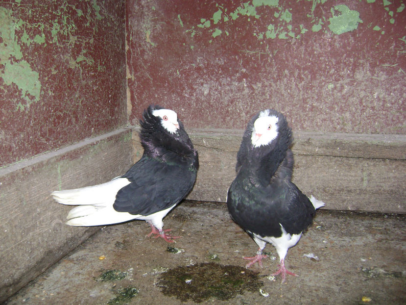  - PORUMBEI CAPUCINI 2019