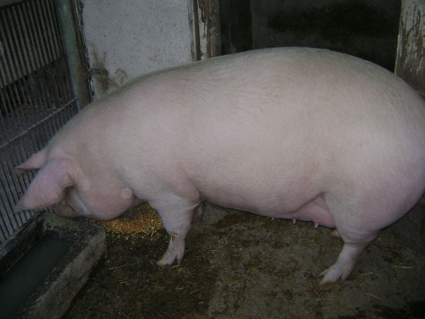  - PORCI LANDRACE 2019