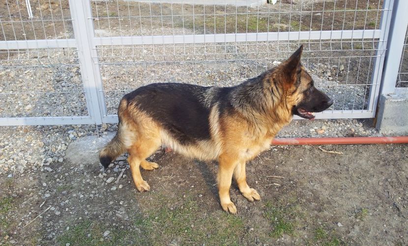  - 15 Paznic in devenire