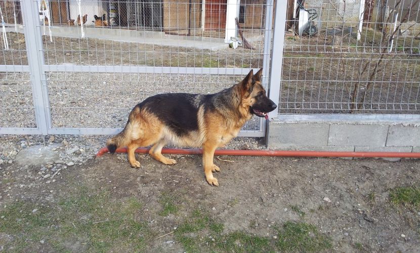  - 15 Paznic in devenire