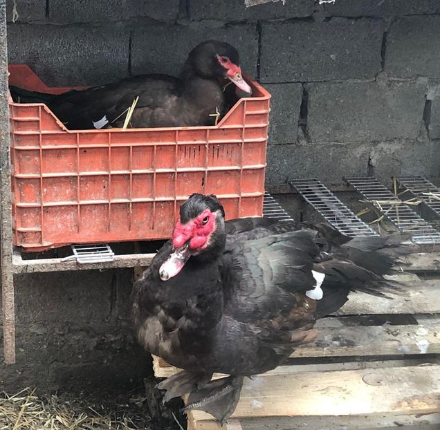 Asistata de Ulise - 0001 rate lesesti matca 2019 lot 3