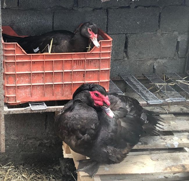 Putin plictisit - 0001 rate lesesti matca 2019 lot 3