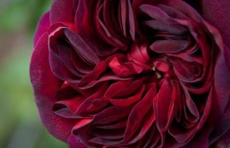 Trandescan-2 - TRANDESCANT