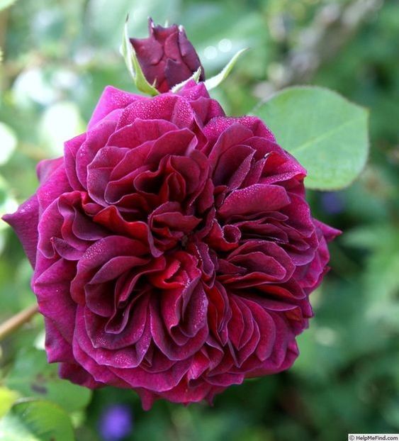 Trandescant- 5 - TRANDESCANT