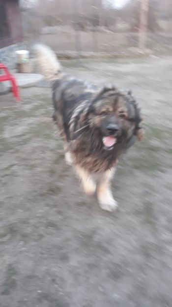 4C3AE1CD-A4CB-4B1C-81AA-0E5D218B1A8F - Ciobanesc caucazian