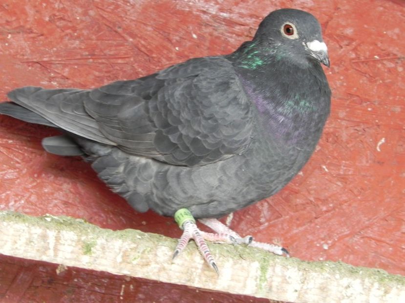 Pui toamna - Porumbei vanduti