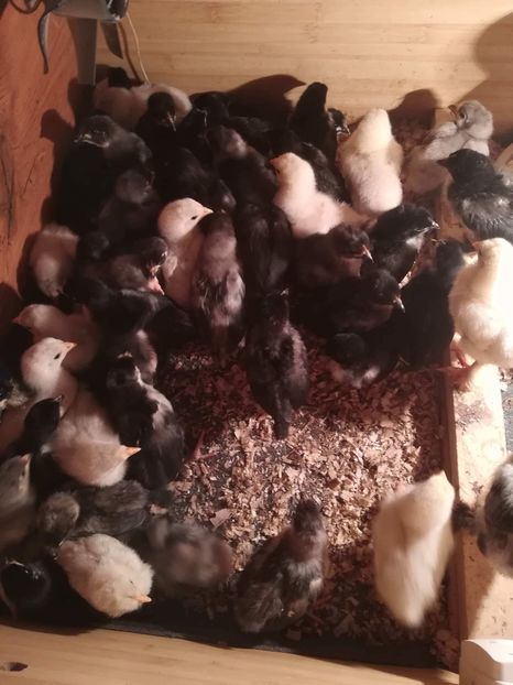 D82EB718-89CE-4BA9-A01D-183DCAE8066E - Pui 2019