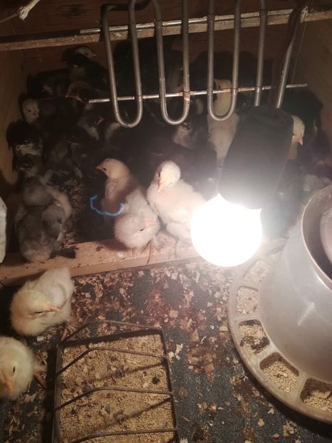 D3BC2FC0-506B-4B03-921F-A38E79547702 - Pui 2019