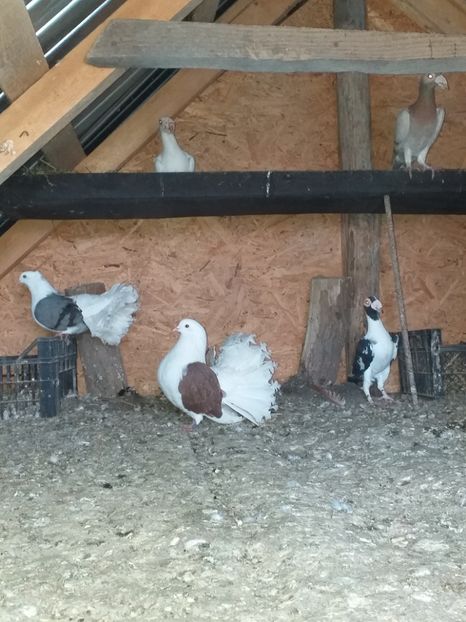  - Porumbeii 01 03 2019