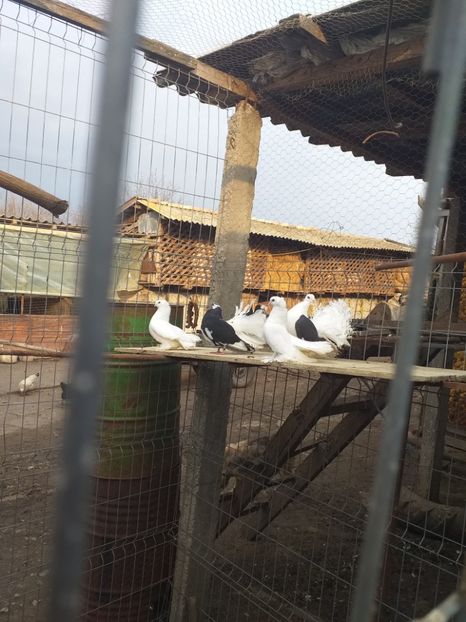  - Porumbeii 01 03 2019