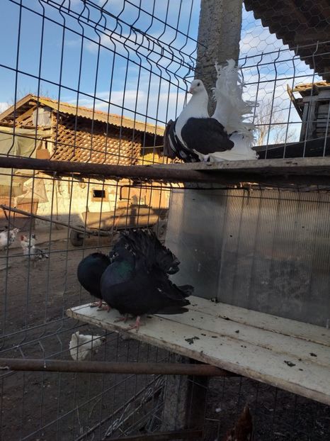  - Porumbeii 01 03 2019