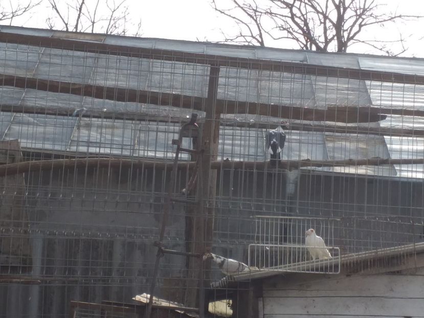  - Porumbeii 01 03 2019