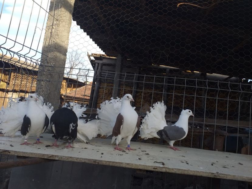  - Porumbeii 01 03 2019