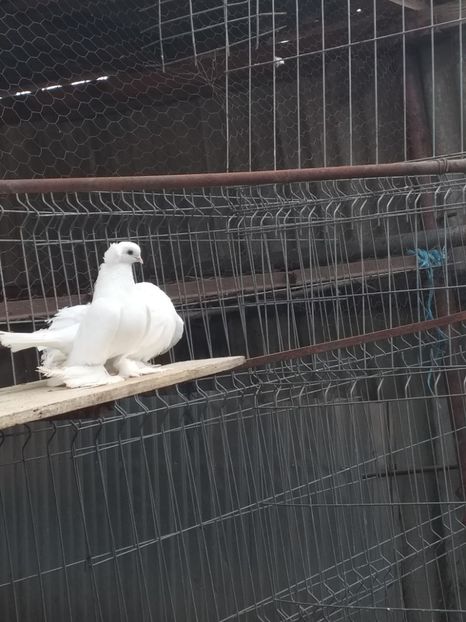  - Porumbeii 01 03 2019