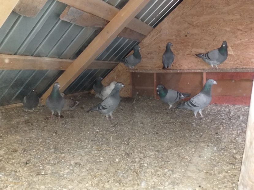  - Porumbeii 01 03 2019