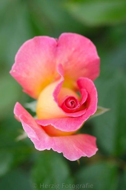 Pink Paradise -4 - PINK PARADISE