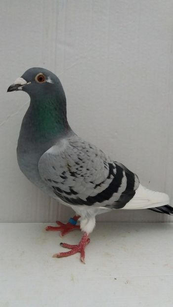 F 2018 vanduta - De! voiajori vanduti