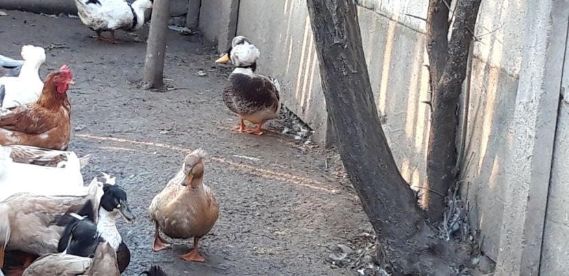  - rate romanesti cu mot