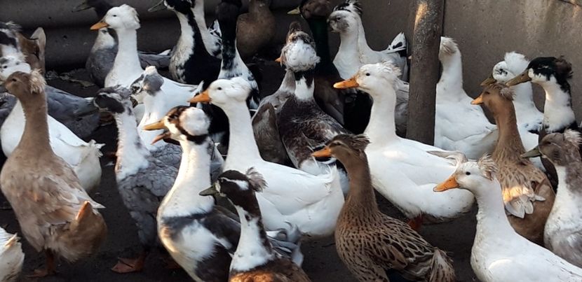  - rate romanesti cu mot