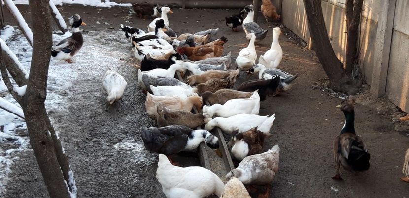  - rate romanesti cu mot