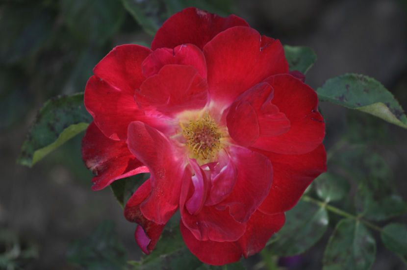 _DSC0026 - Red Lady Ruffles