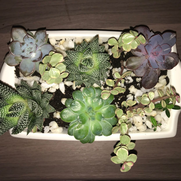  - Plante de interior 2019