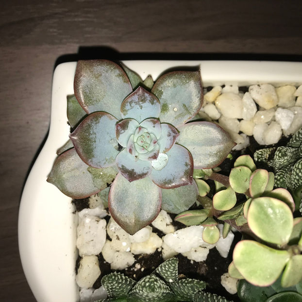  - Plante de interior 2019