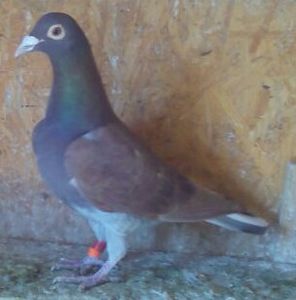 Mascul 2017-999....-20 lei - Porumbei Meulemans