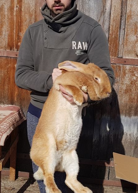  - 00 Poze iepuri februarie 2019