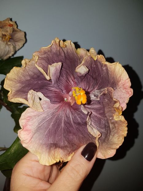  - Hibiscus Black Metal