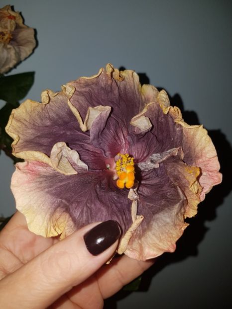  - Hibiscus Black Metal