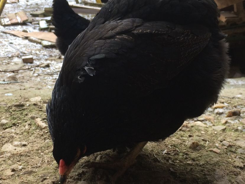 A0560E29-A7B6-40EA-A256-40EF197C9192 - ARAUCANA