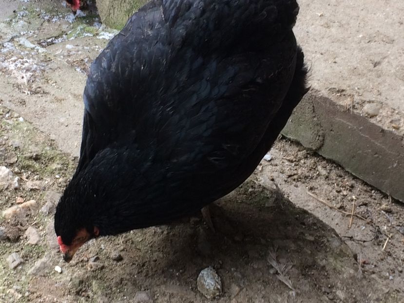 C87830AD-F957-4AAA-87AB-2FA40008A322 - ARAUCANA