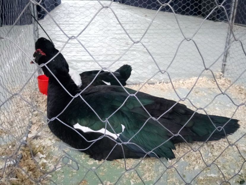  - Z 16 - Expo Breaza 2019