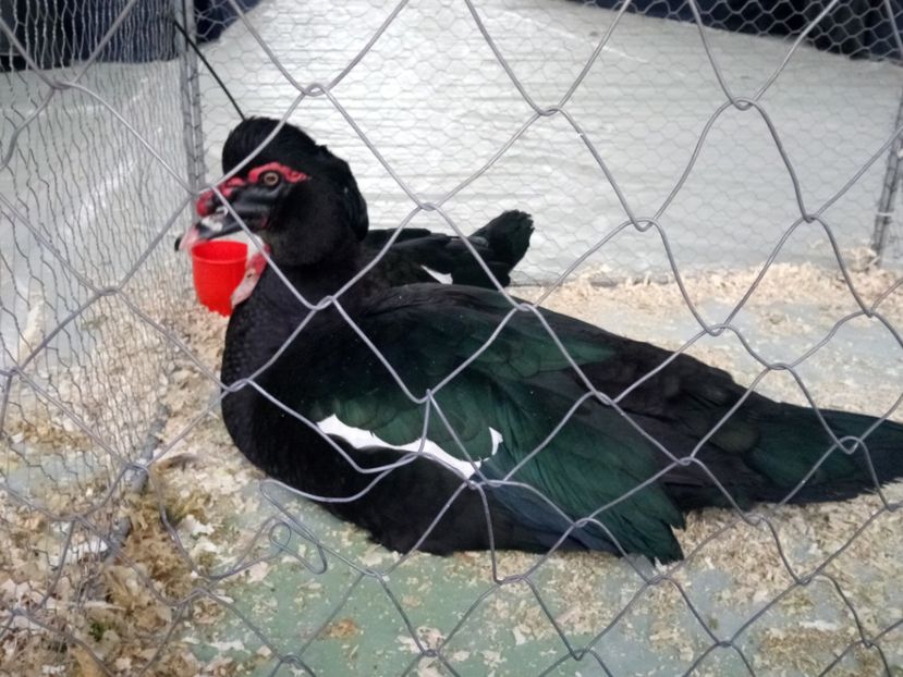  - Z 16 - Expo Breaza 2019