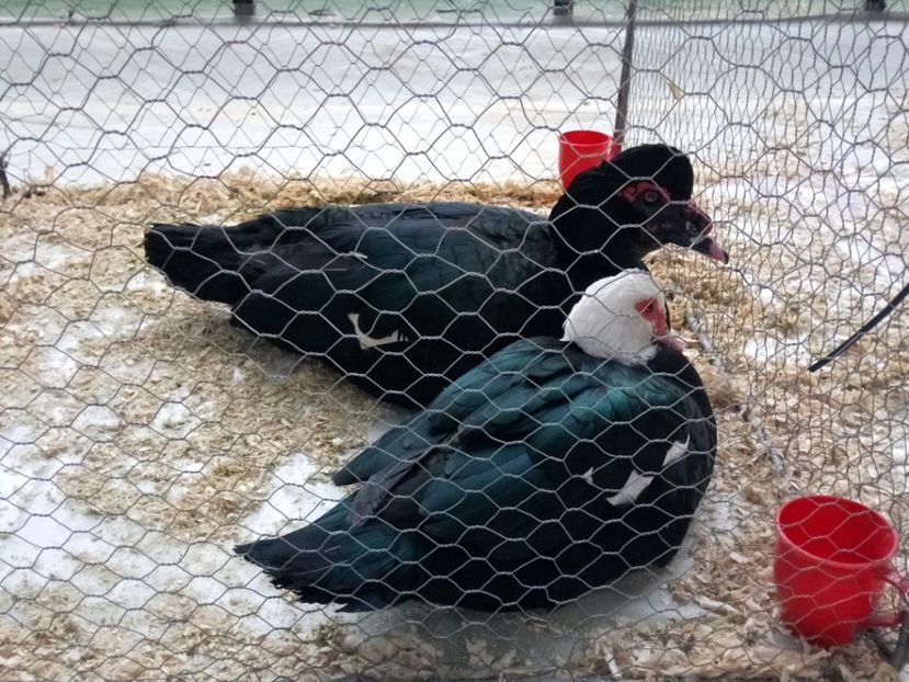  - Z 16 - Expo Breaza 2019