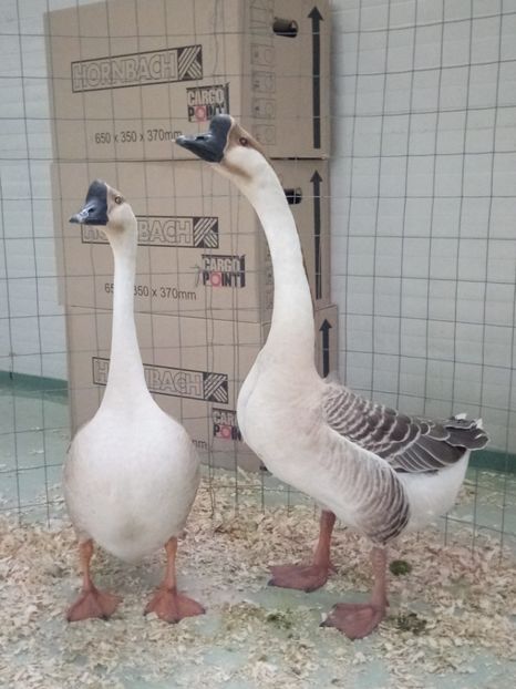  - Z 16 - Expo Breaza 2019