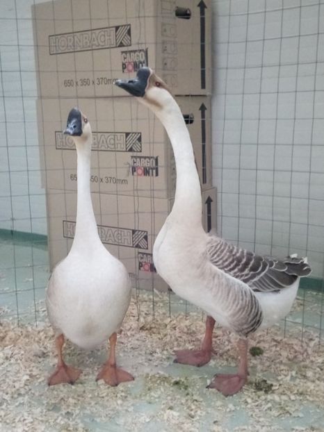  - Z 16 - Expo Breaza 2019