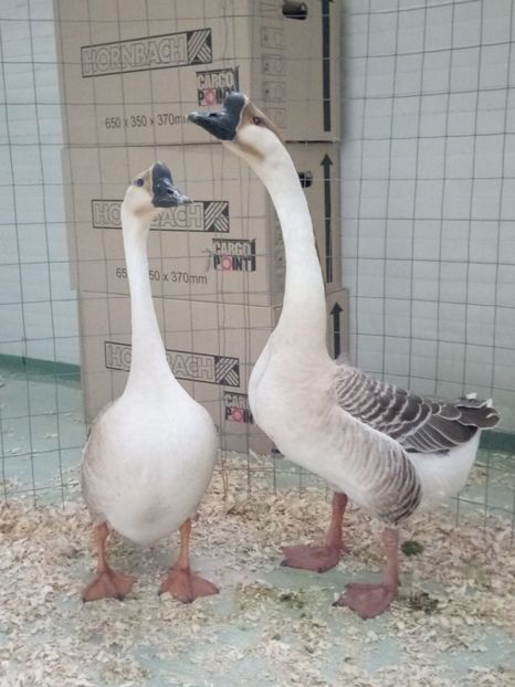  - Z 16 - Expo Breaza 2019