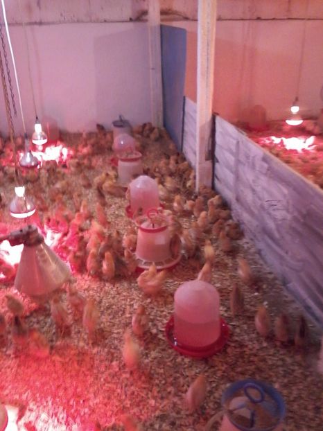 010 (2) - animalele noastre din acest an 2019