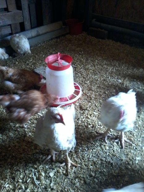  - animalele noastre din acest an 2019