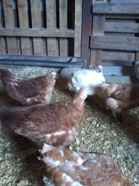  - animalele noastre din acest an 2019