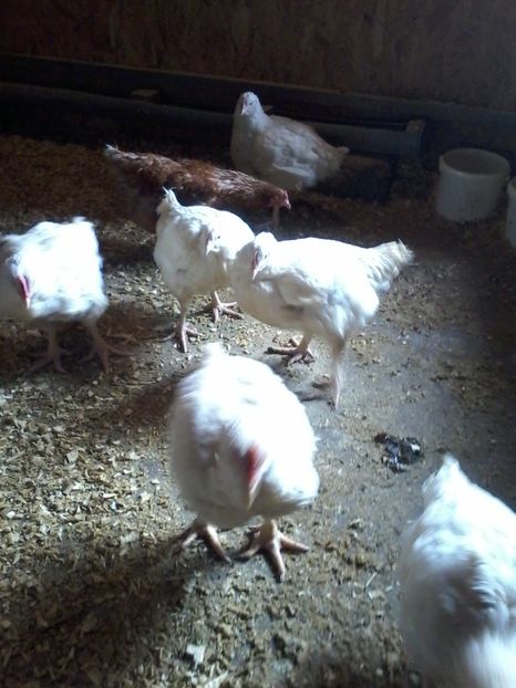  - animalele noastre din acest an 2019