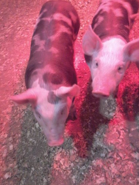 008 (2) - animalele noastre din acest an 2019