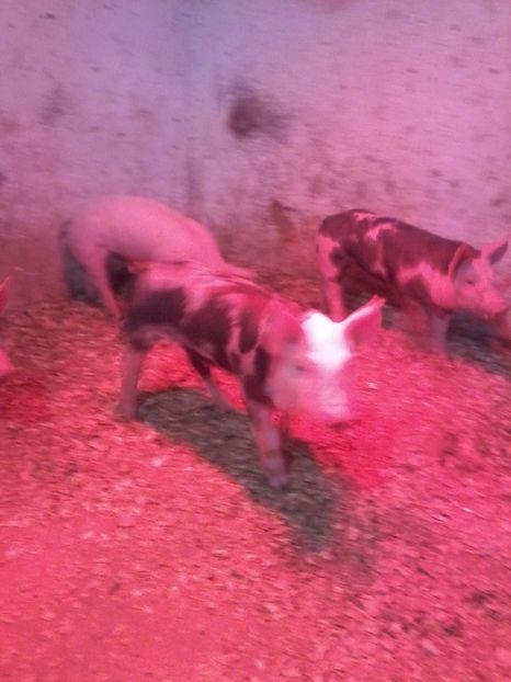 007 (2) - animalele noastre din acest an 2019